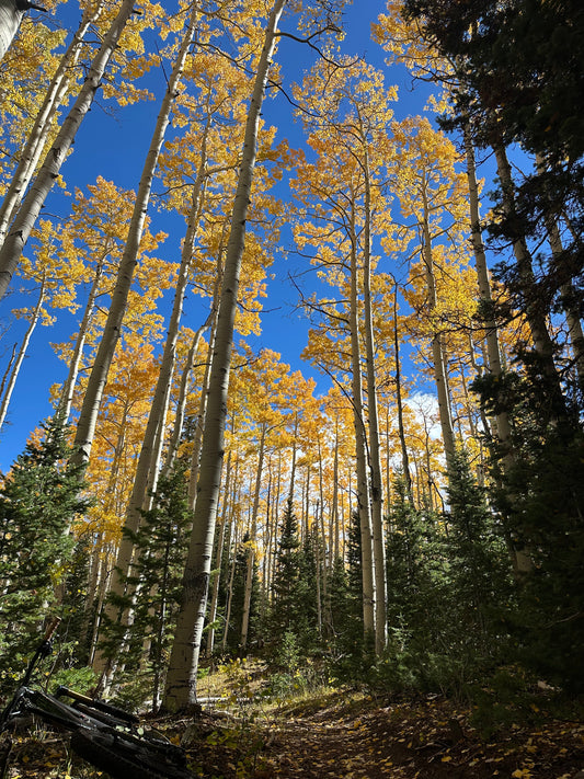 Depression – Breaking the Log Jam